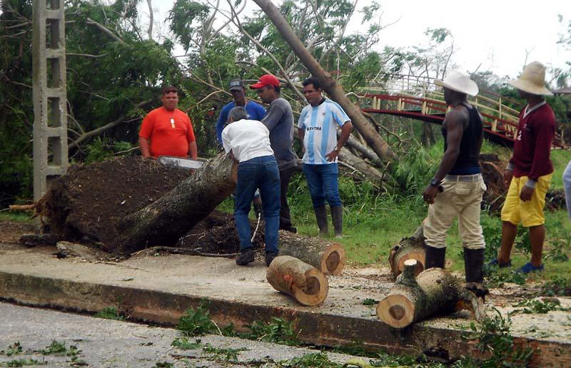 Árboles caídos, incluso arrancados de raíz, Cuba, después de paso del huracán Irma