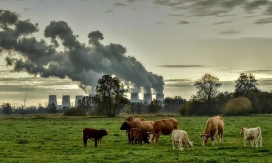 Vacas pastando con una fábrica detrás.