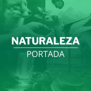Portada de AI
