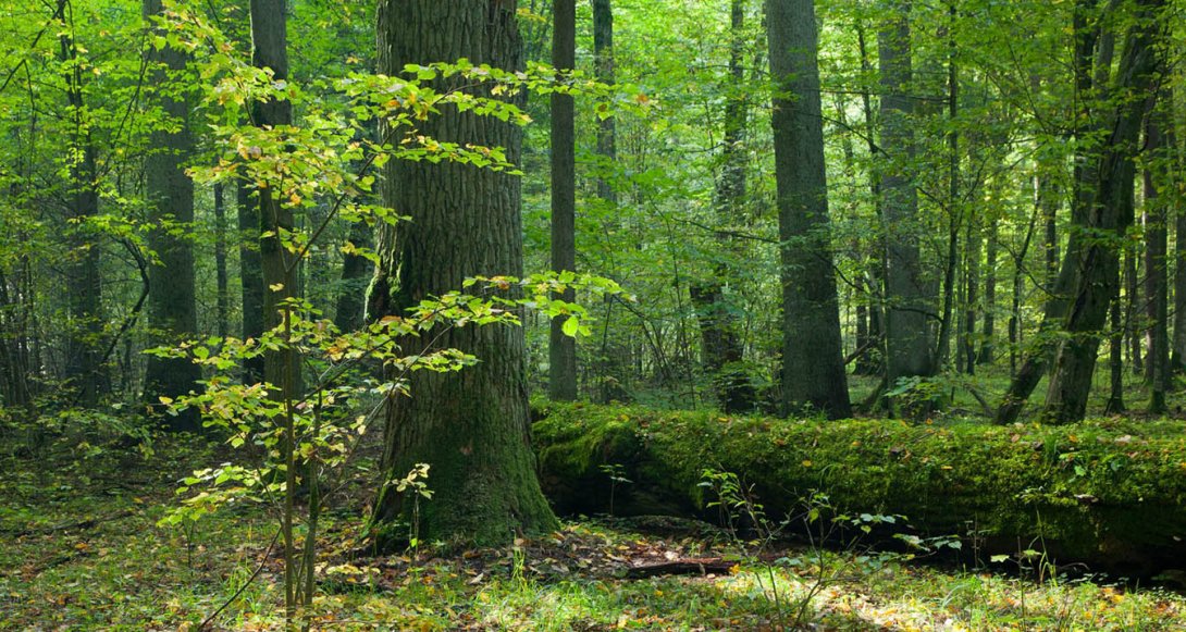 Los bosques, ecosistemas imprescindibles.