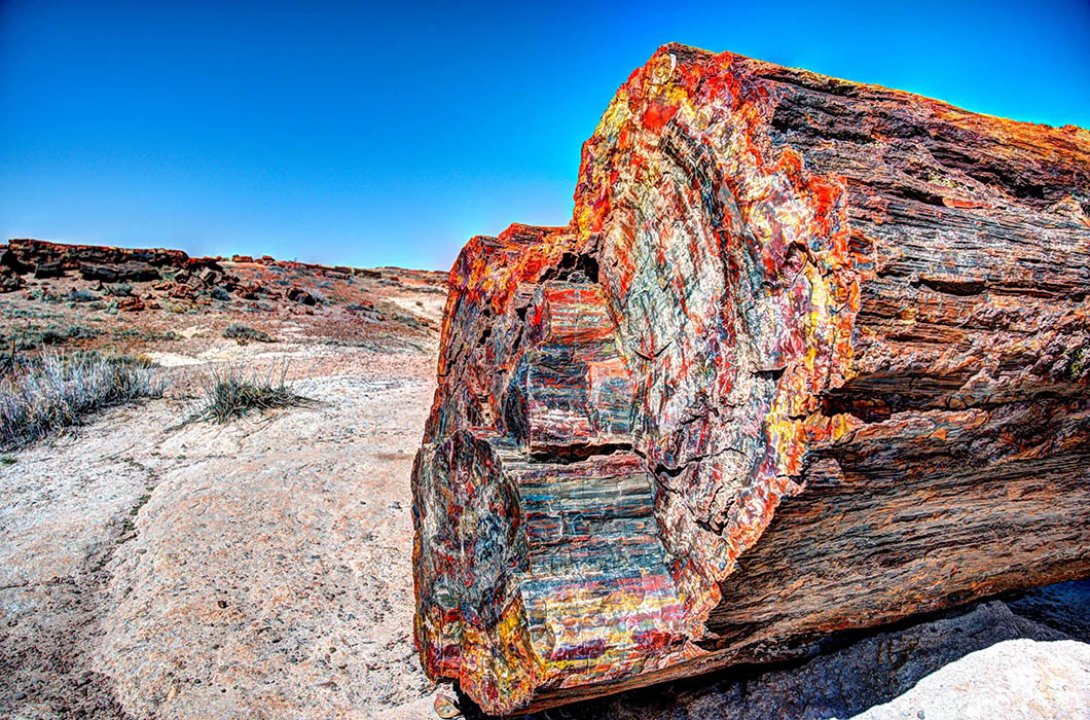 Árbol petrificado en Arizona.