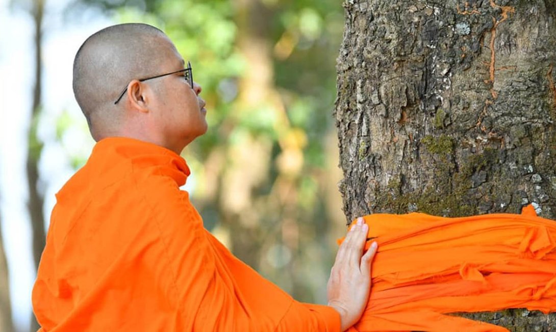 Ceremonia de ordenación de un árbol monje.