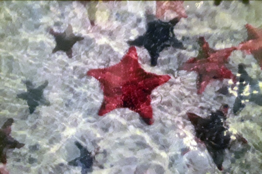 Estrellas de mar en una playa cerca de Trinidad