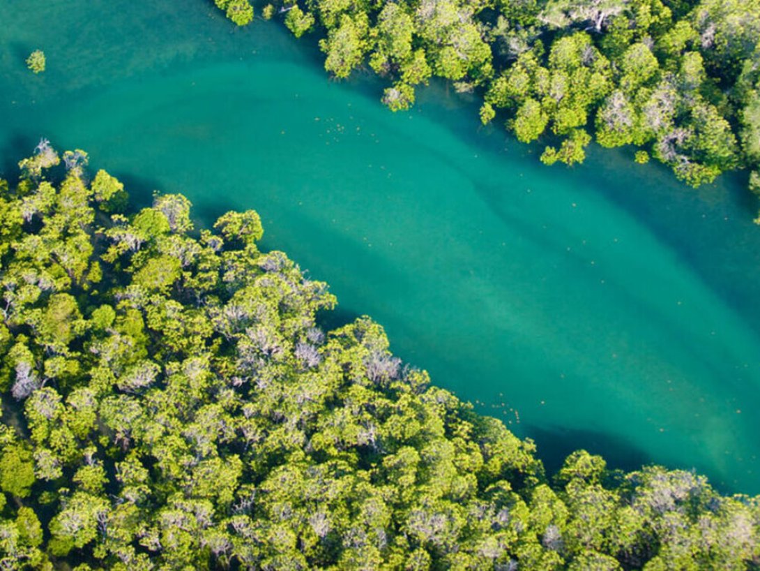 Vista área de los manglares en Colombia, 2021. Fuente: WWF