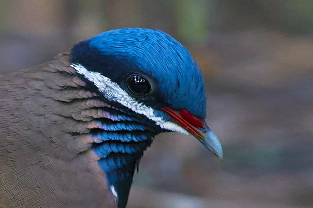Perdiz de cabeza azul, especie endémica cubana.