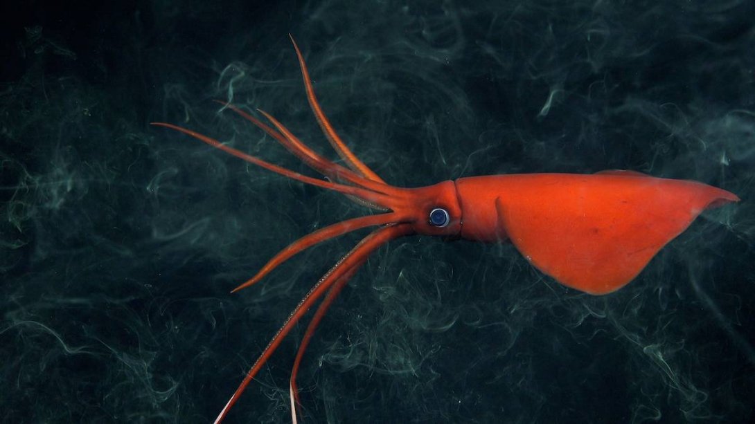 Un raramente visto calamar latigazo (Mastigoteuthis) documentado a 1105 metros de profundidad