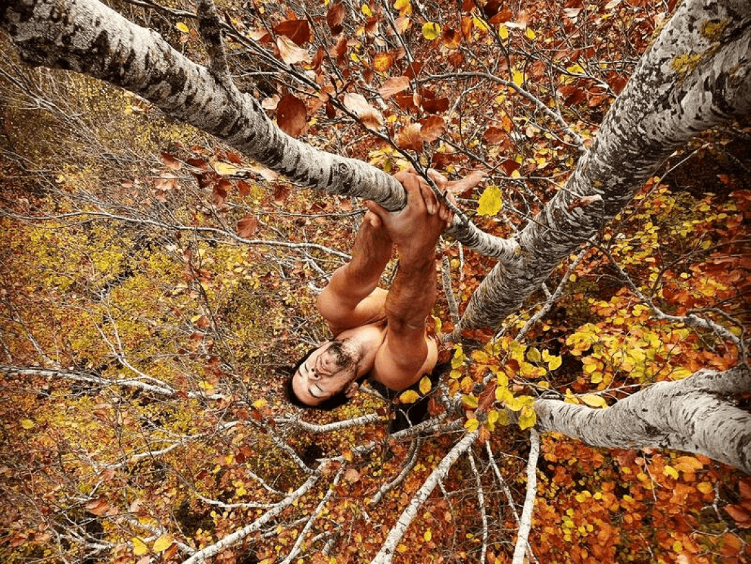 Hudden colgado de las ramas de un árbol.