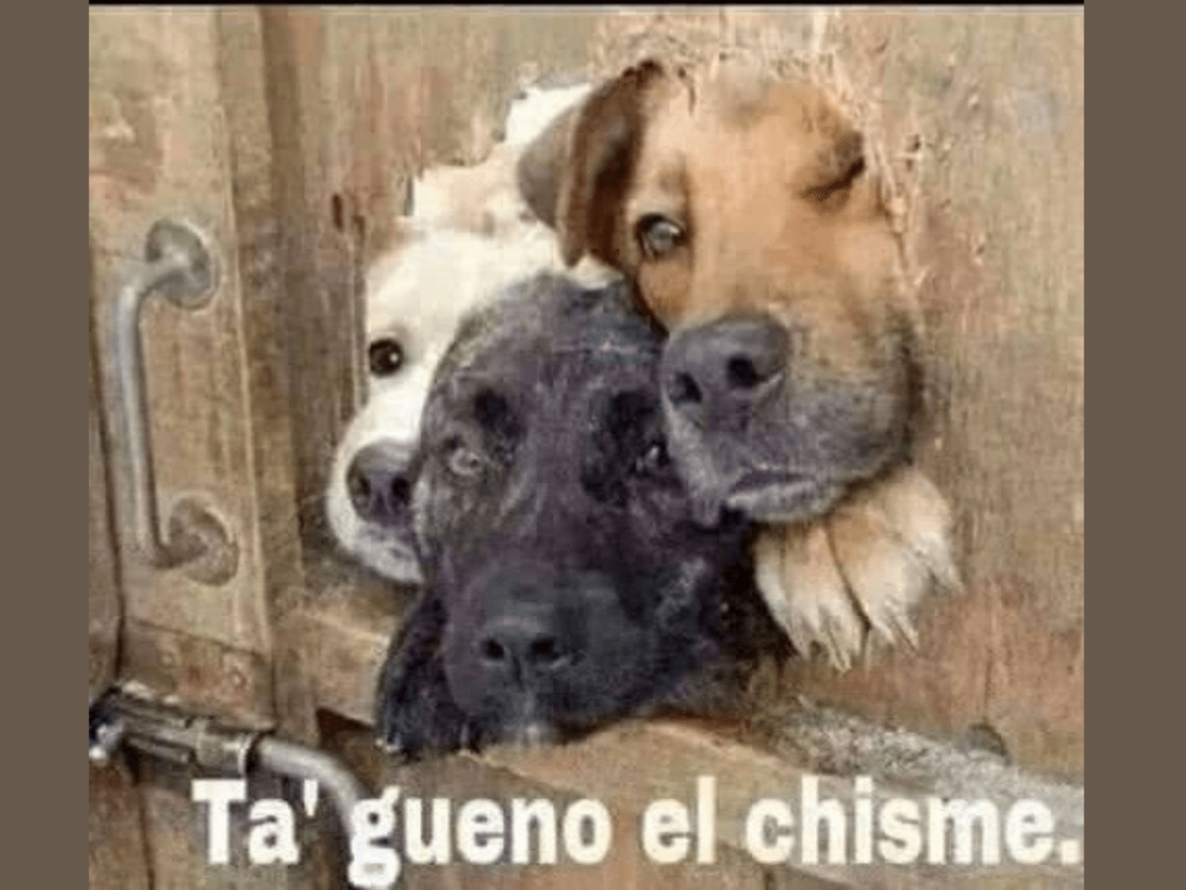 Meme sobre el chisme: tres perros asoman la cabeza interesados como diciendo "ta´ gueno el chisme...".