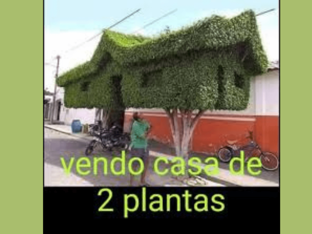Meme sobre la venta de casa de "dos plantas": en vez de tener dos pisos, la casa está construida sobre dos arbolitos.