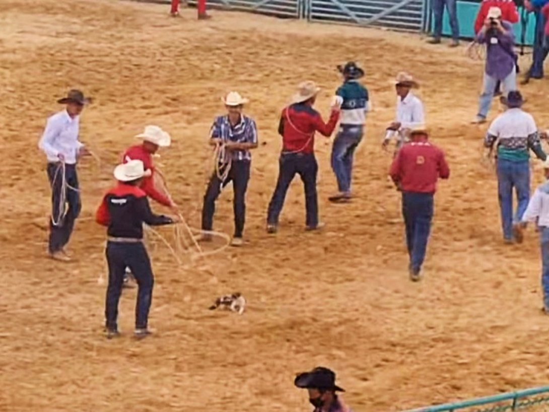 Vaqueros enlazando a un gato en la Feria Internacional Agroindustrial Alimentaria, Fiagrop, en Ranco Boyeros, La Habana (abril de 2022). Captura de video.