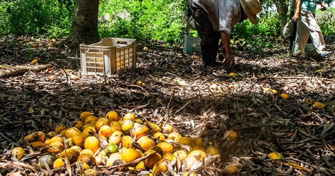 Cosecha de mangos en la provincia de Granma, Cuba. Foto: István Ojeda Bello (Facebook).