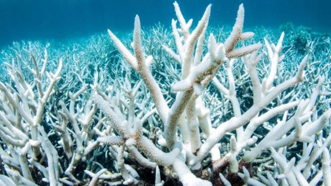 El blanqueamiento del coral