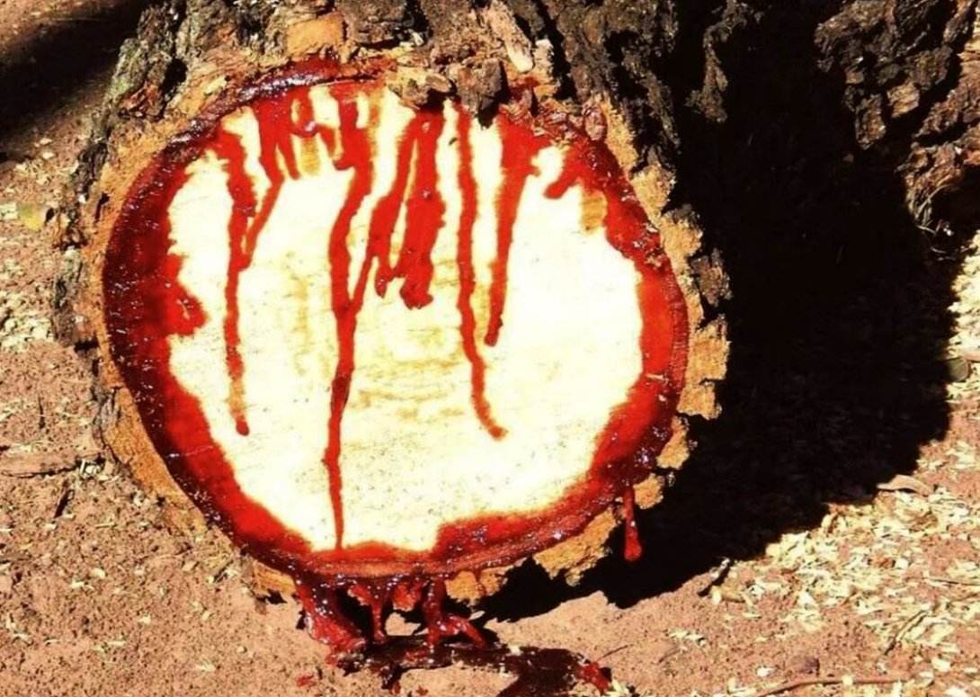 Tronco recién cortado y resina del árbol sangre de dragón.