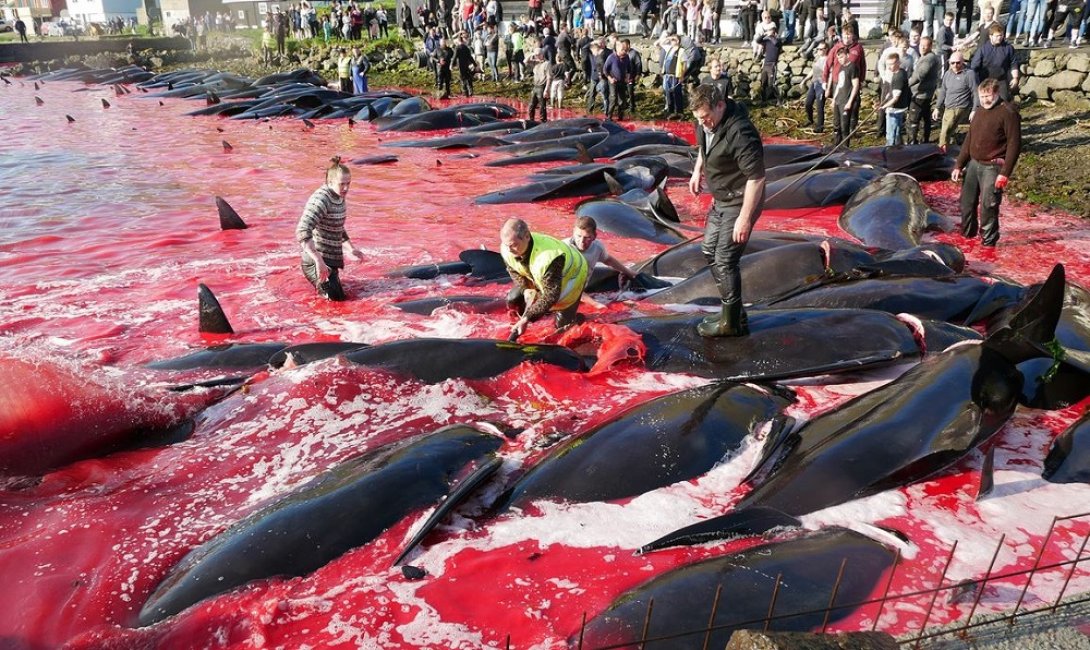Caza de delfines en Islas Feroe