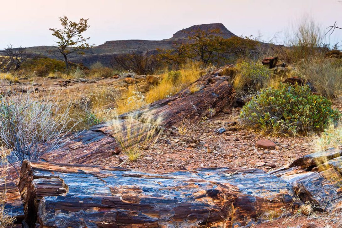 Bosque petrificado en Khorixas, Namibia.
