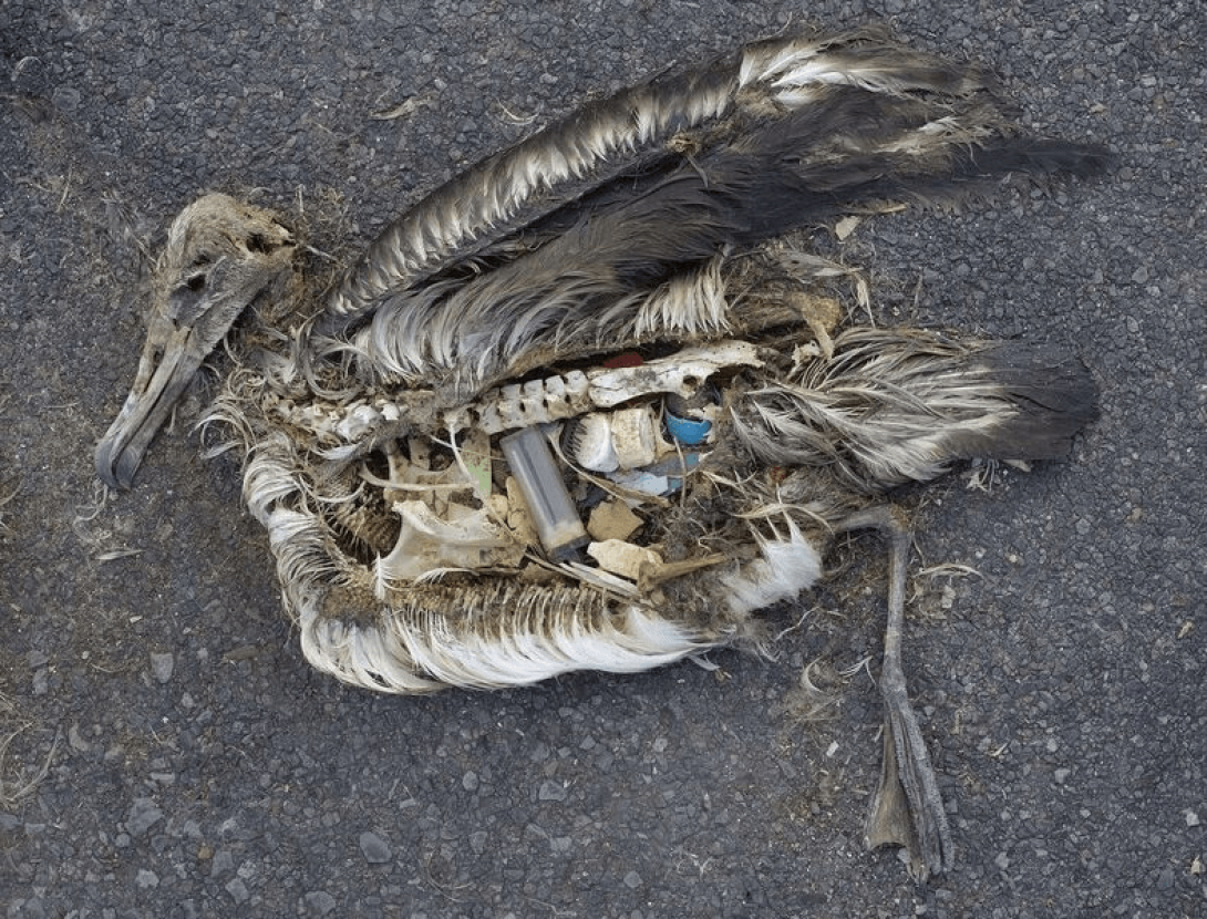 Animal muerto a causa de la ingesta de plástico.