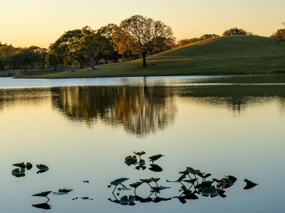 Lago y árboles. 