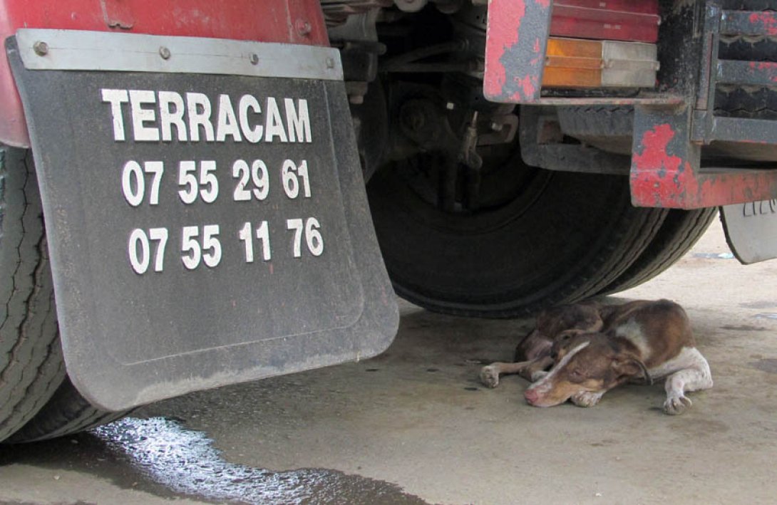 Perro aletargado debajo de un camión