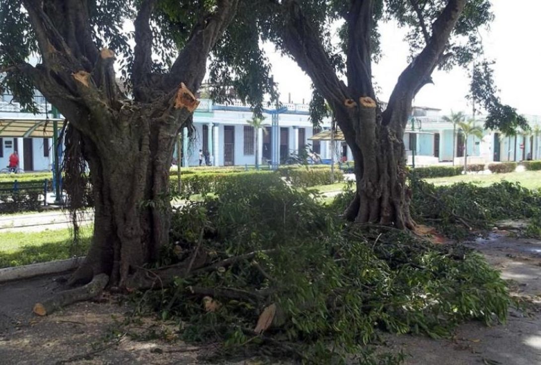 Laureles del antiguo instituto, desmochados. Foto: Francis Sánchez