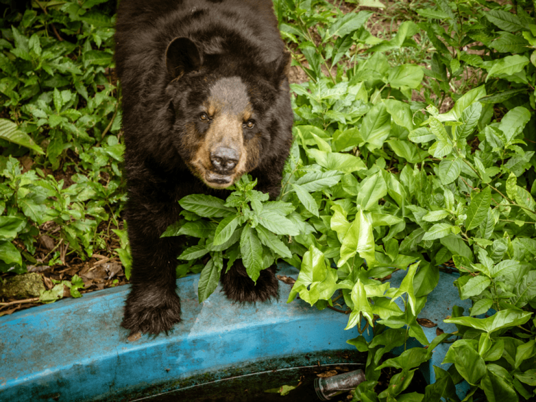 Oso encerrado.