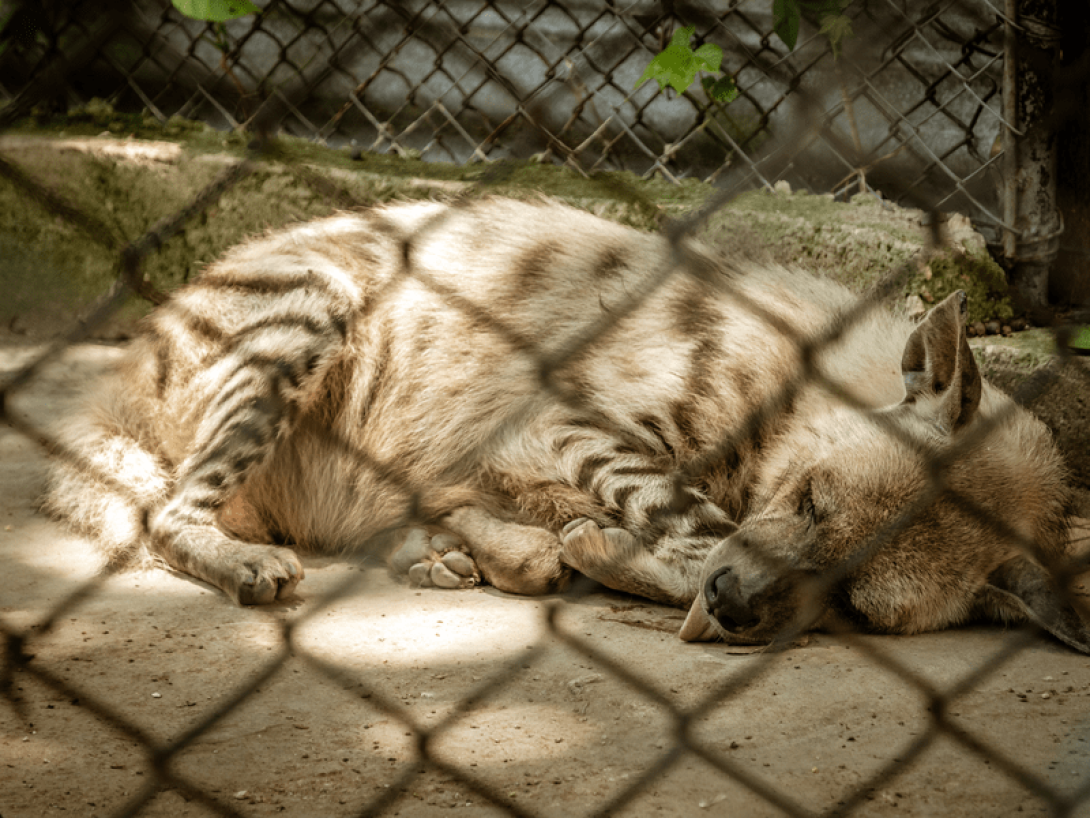 Iena durmiendo en una jaula. 