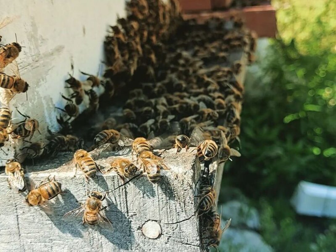 Abejas en una de las colmenas de Dairon Li.