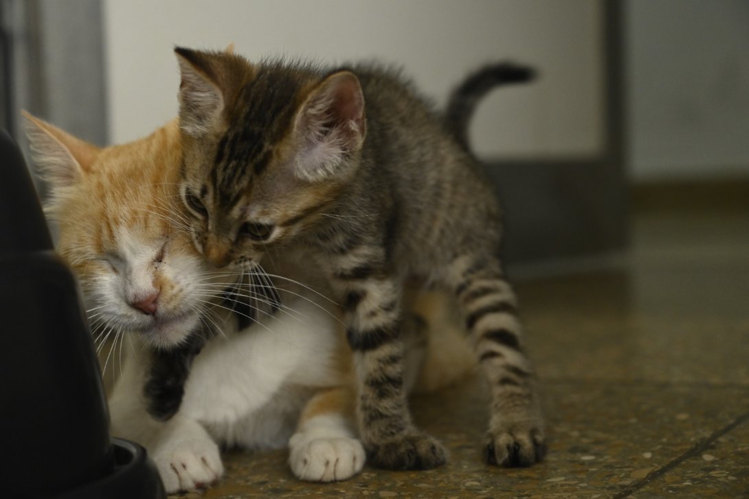 Gatos en Cuba.