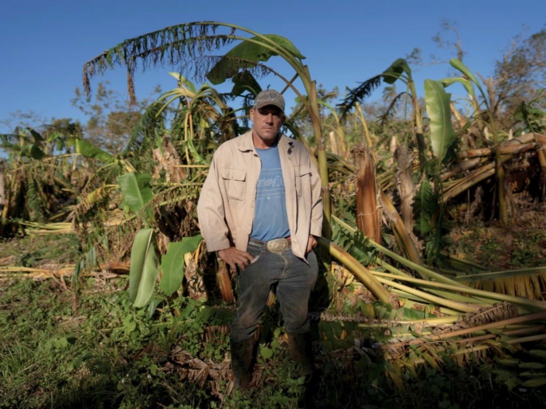 Campesino cubano y su plantación devastada en Caimito (Artemisa) tras el paso del huracán Rafael en 2024. Foto: Reuters.
