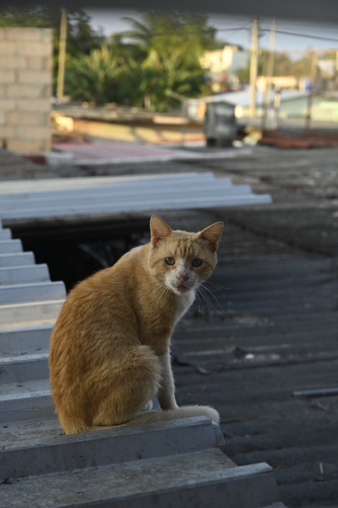 Gatos en Cuba.