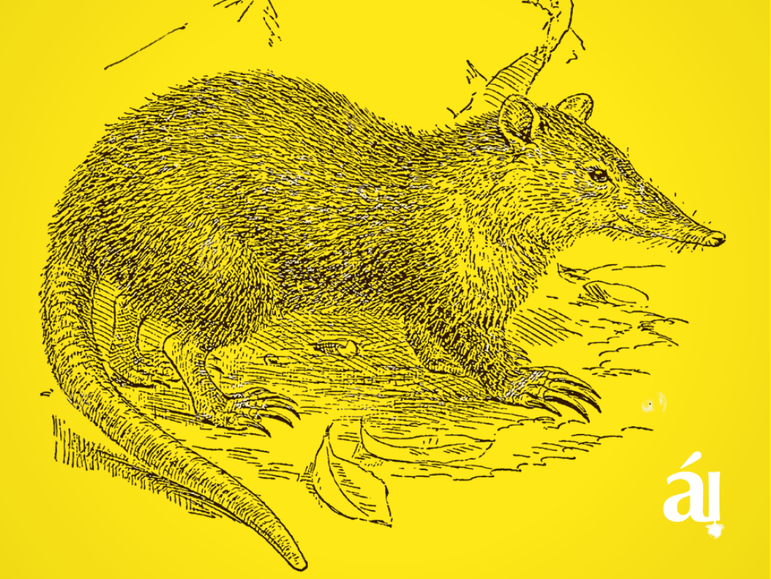 Ilustración que muestra el almiquí cubano.