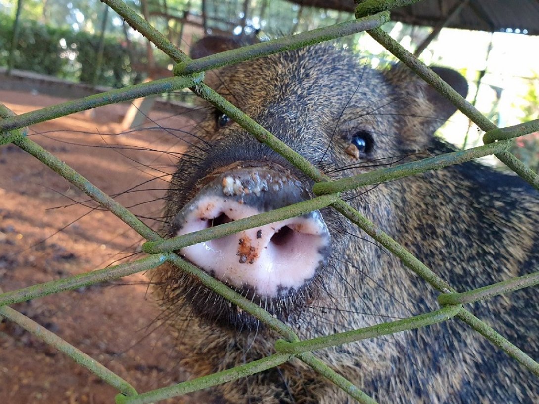 Picarí zoológico