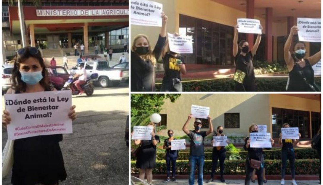 Animalistas cubanos protestan