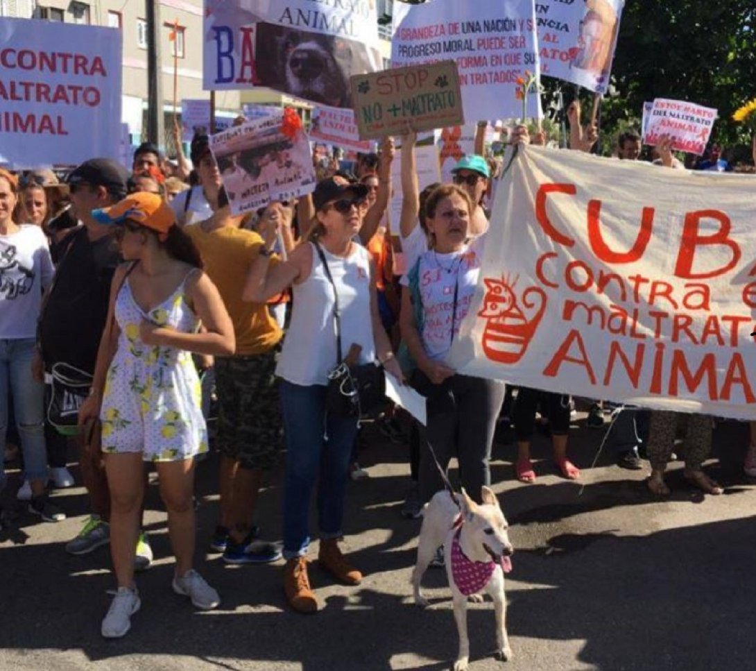 Animalistas cubanos protestan
