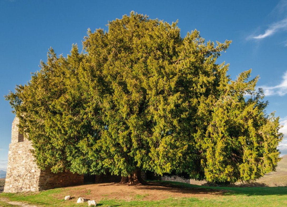 El milenario tejo de San Cristóbal de Valdueza.
