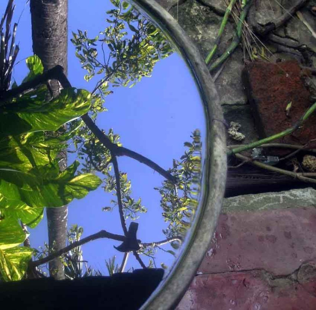 Árbol se refleja en el agua. Foto: Rafael Almanza