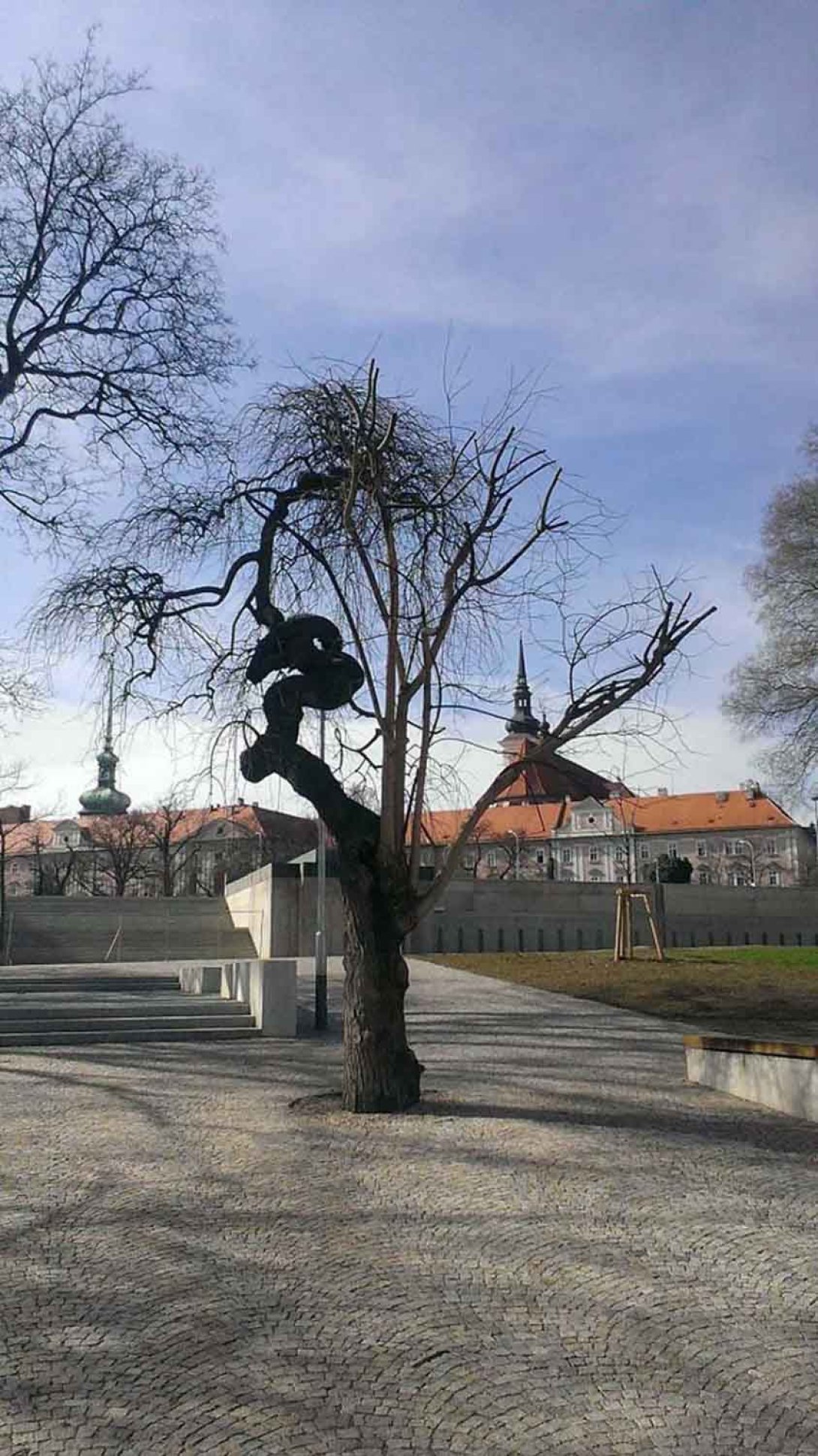 Árbol seco. Foto: Francis Sánchez