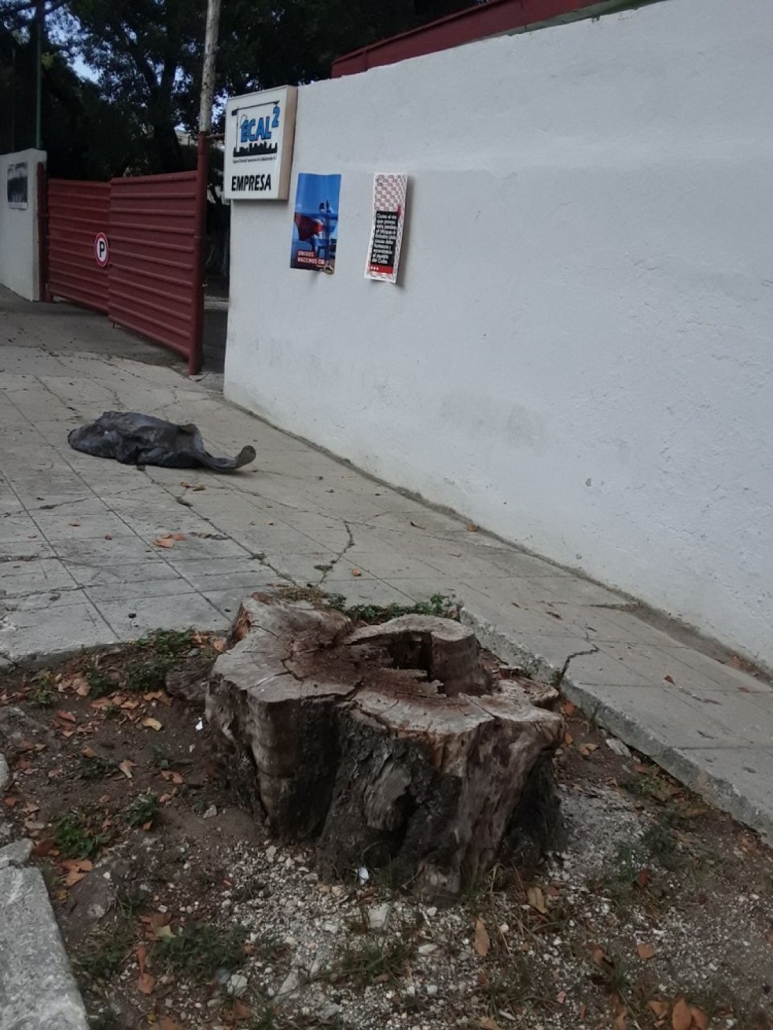 árbol talado habana