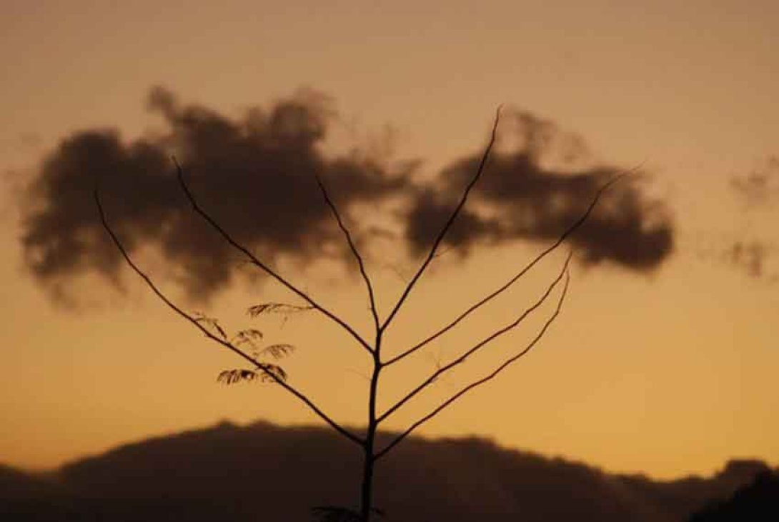 Árbol y nube. Foto: Gustavo Pérez