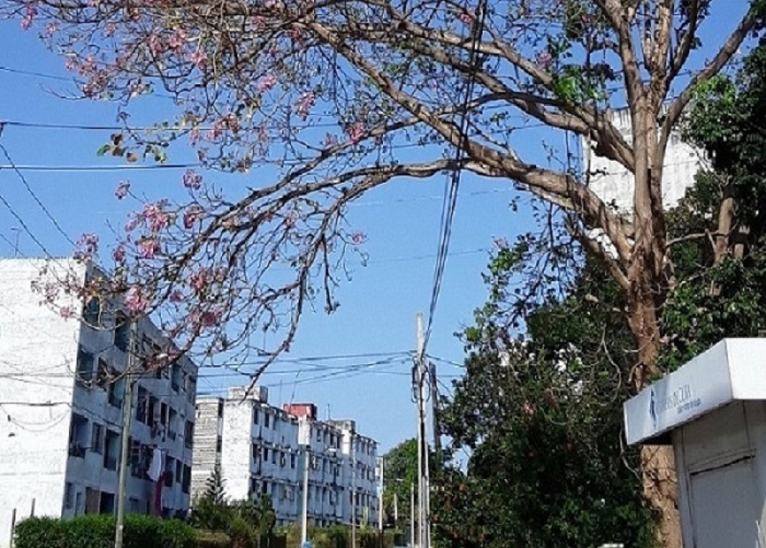 Cuba: arboles y tendido eléctrico