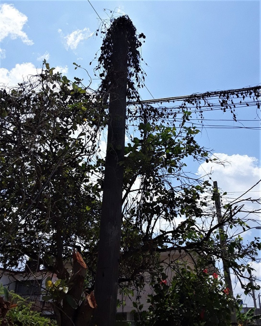 Cuba: arboles y tendido eléctrico