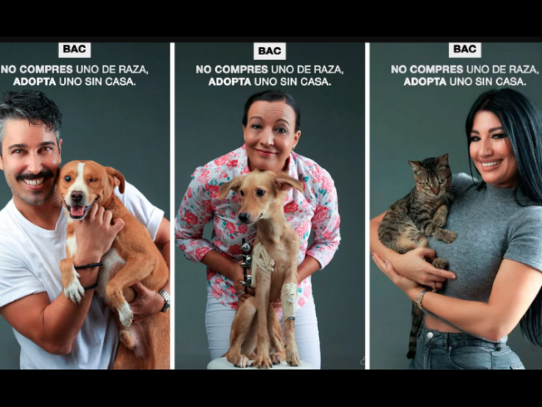 Campaña de la asociación BAC: "No compres uno de raza, adopta uno sin casa".