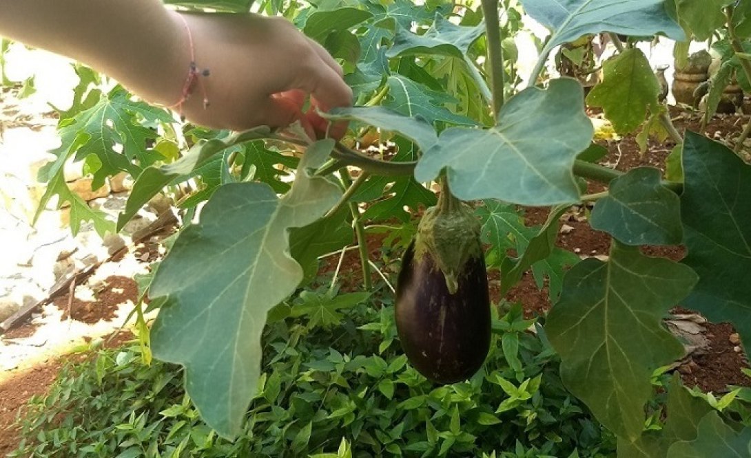 Berenjena en el huerto de María