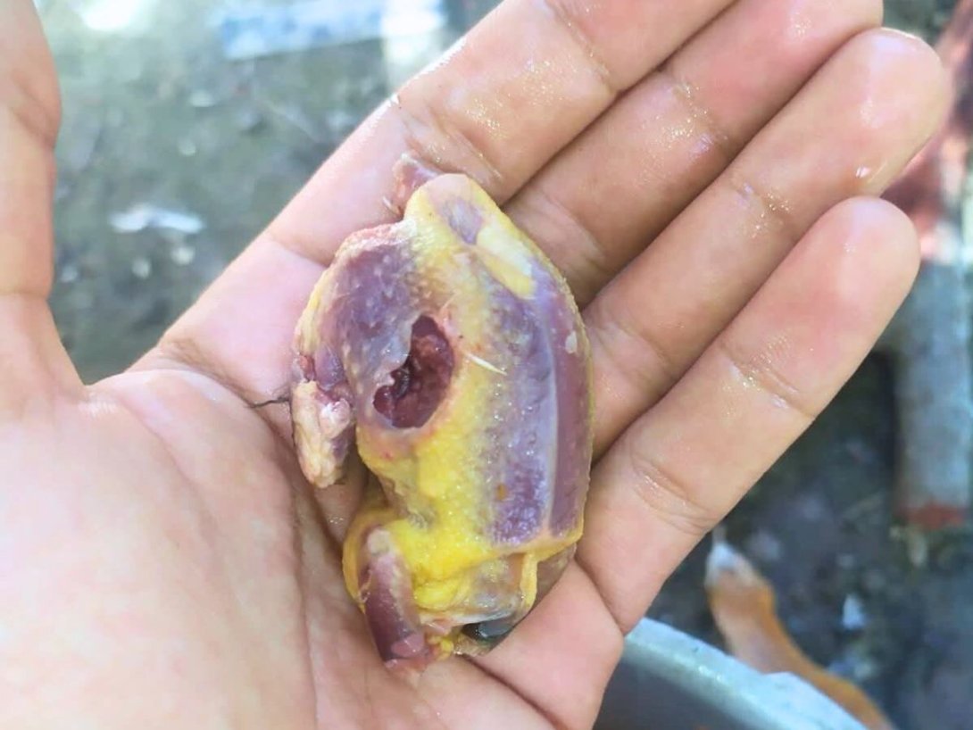 Cuerpo de pitirre abejero (Tyrannus dominicensis) preparado para cocinar.