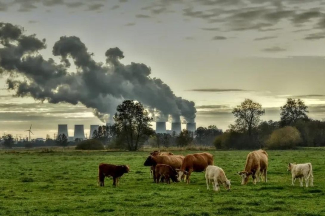 Vacas pastando con una fábrica detrás.