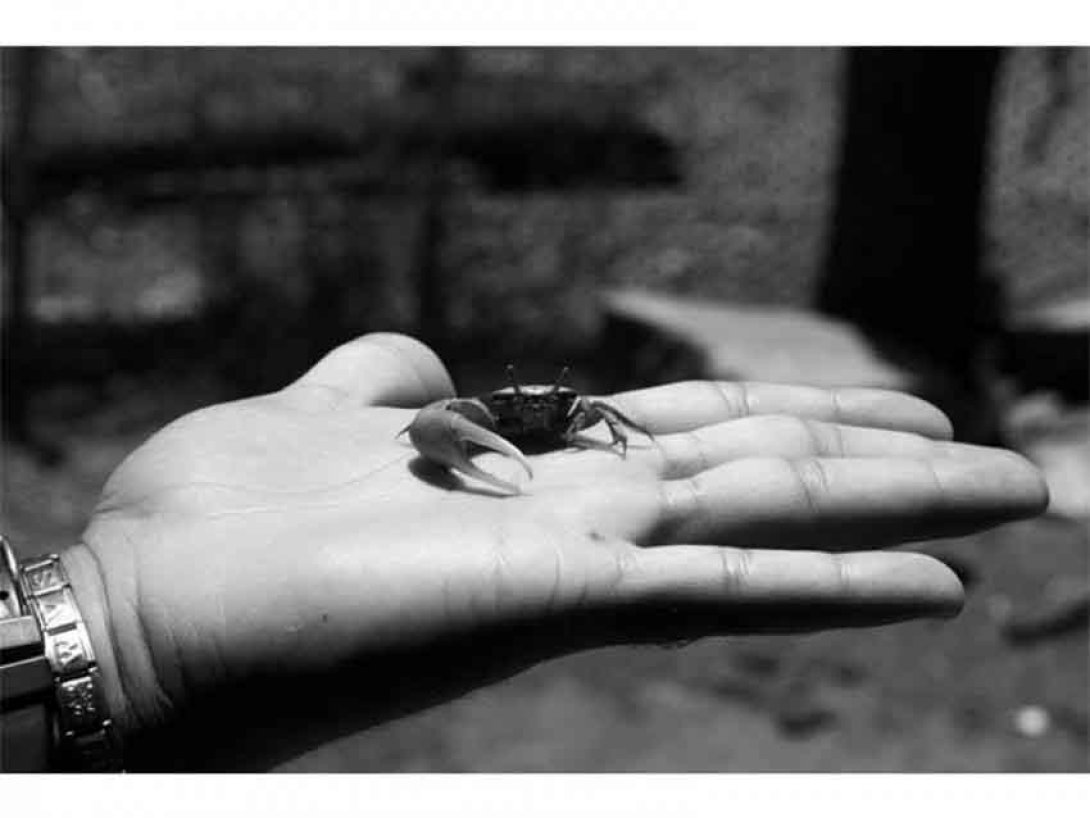 Cangrejo en la palma de la mano. Foto: Humberto del Río