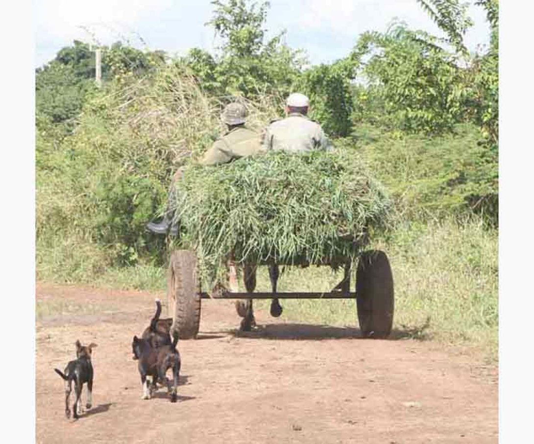 Carreta. Foto: Francis Sánchez