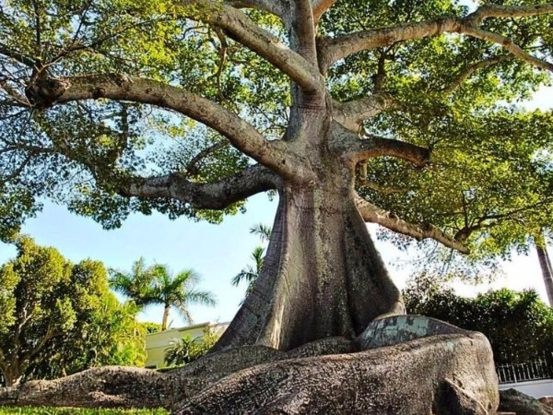 Ceiba centenaria con raíces tabulares en entorno urbano.