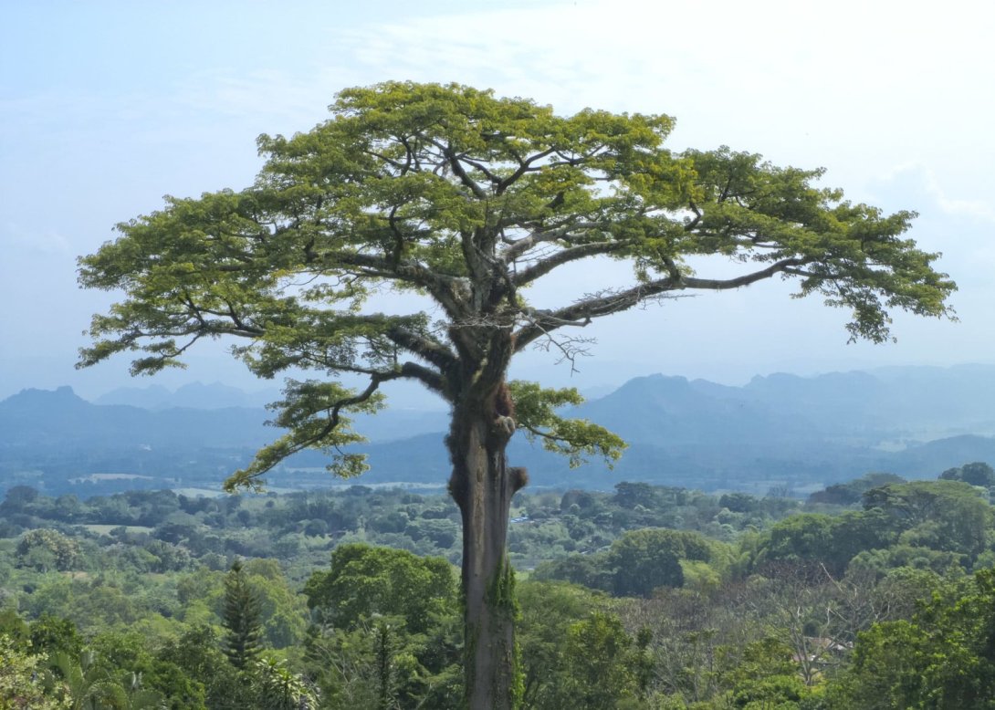 Ceiba pentandra con copa aplanada en un paisaje tropical.