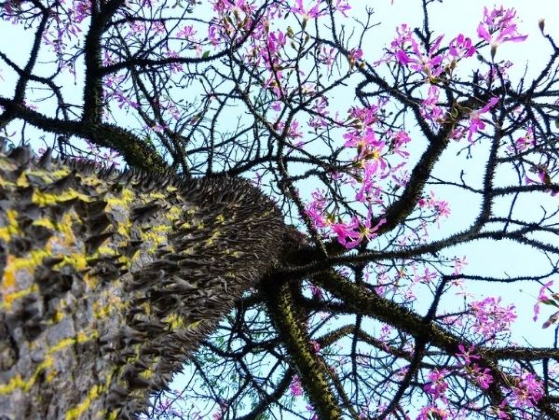 Tronco espinoso y ramas floridas de Ceiba speciosa, también llamada palo borracho, con flores rosadas.