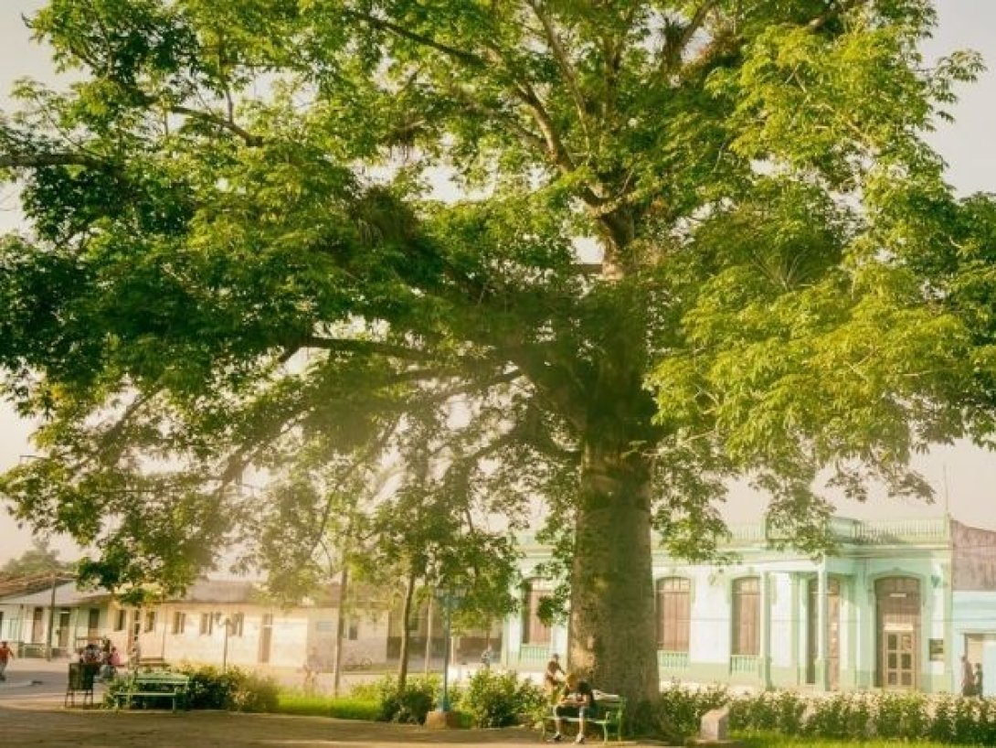 Vista de una ceiba monumental en el parque central de Chambas, Ciego de Ávila, Cuba.